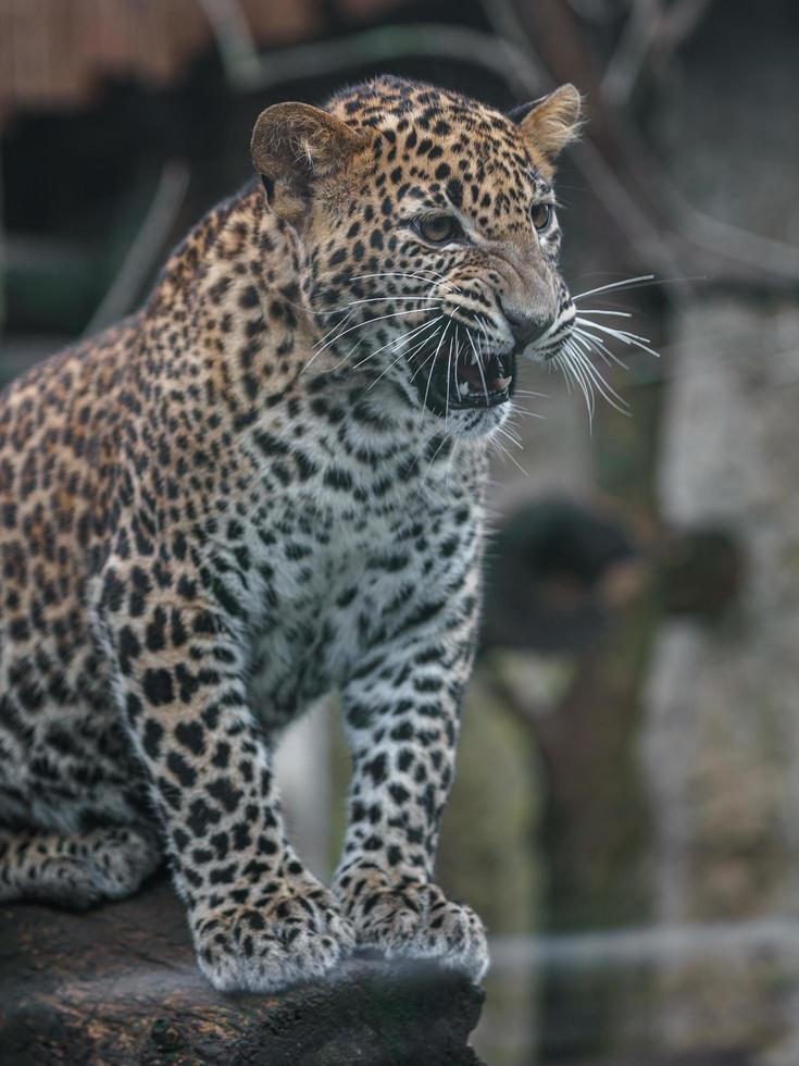 Sri Lankan leopard photo