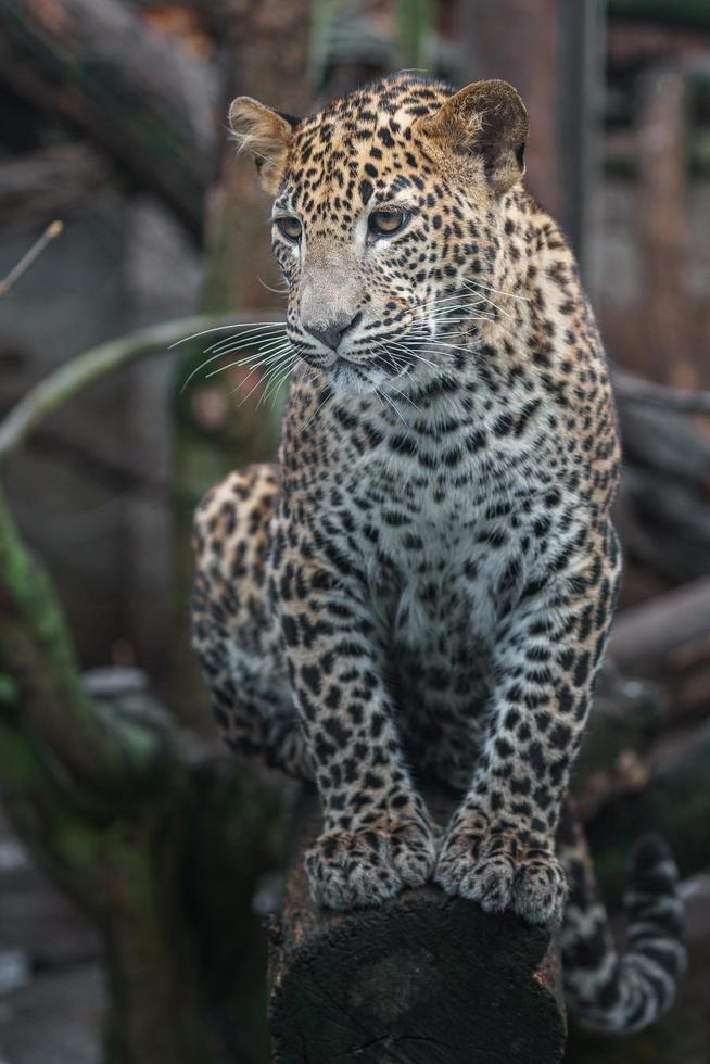 Sri Lankan leopard photo