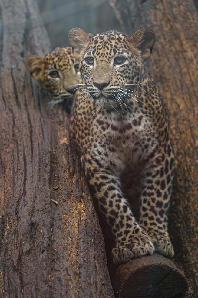 Sri Lankan leopard photo