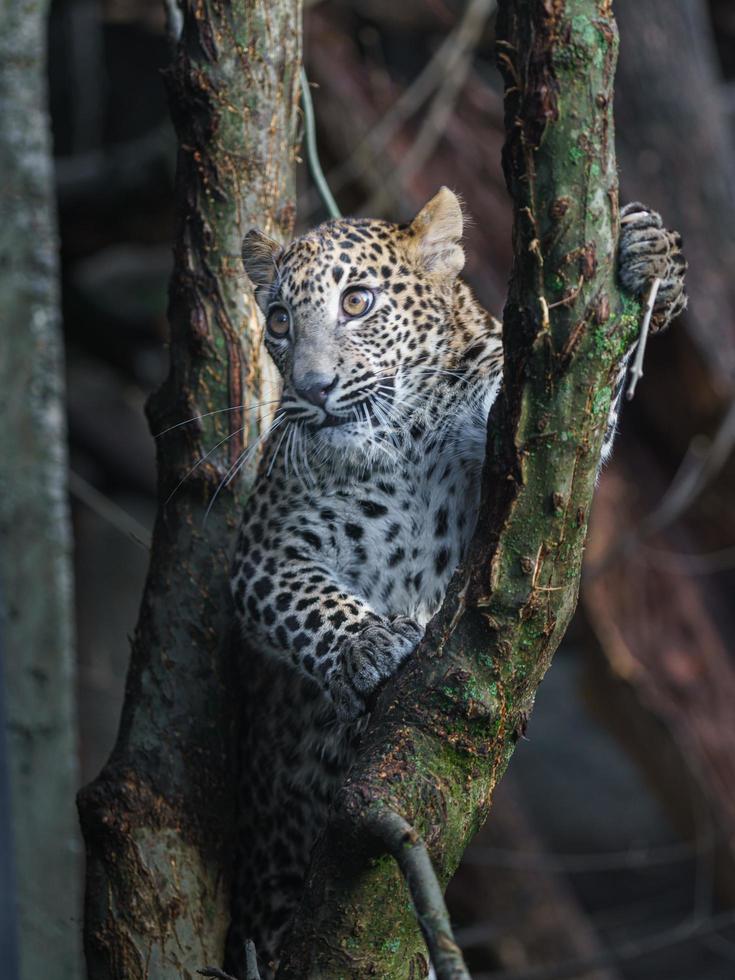 Sri Lankan leopard photo