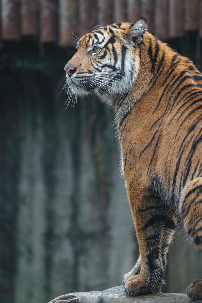 Portrait of Sumatran tiger photo