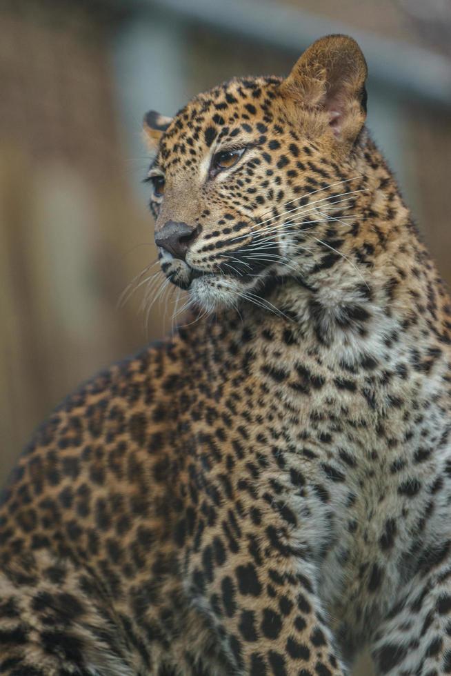 Sri Lankan leopard photo