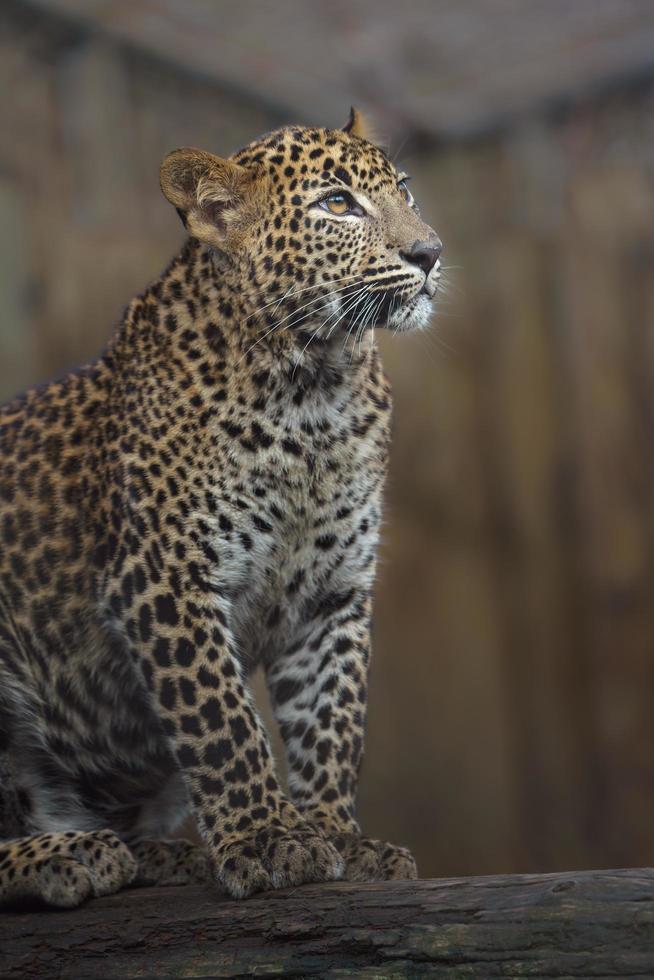 Sri Lankan leopard photo