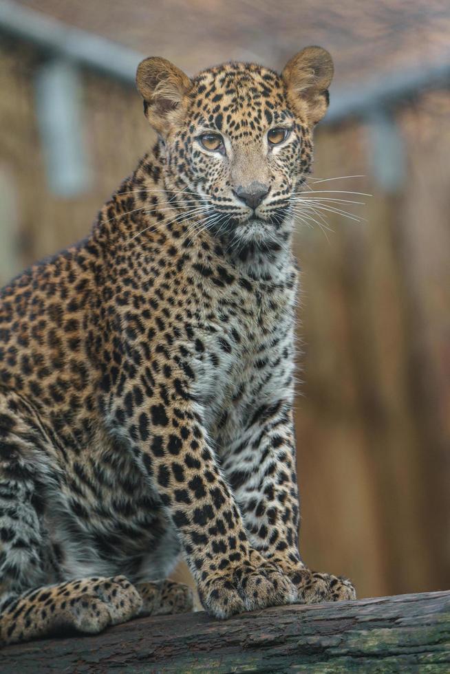 Sri Lankan leopard photo