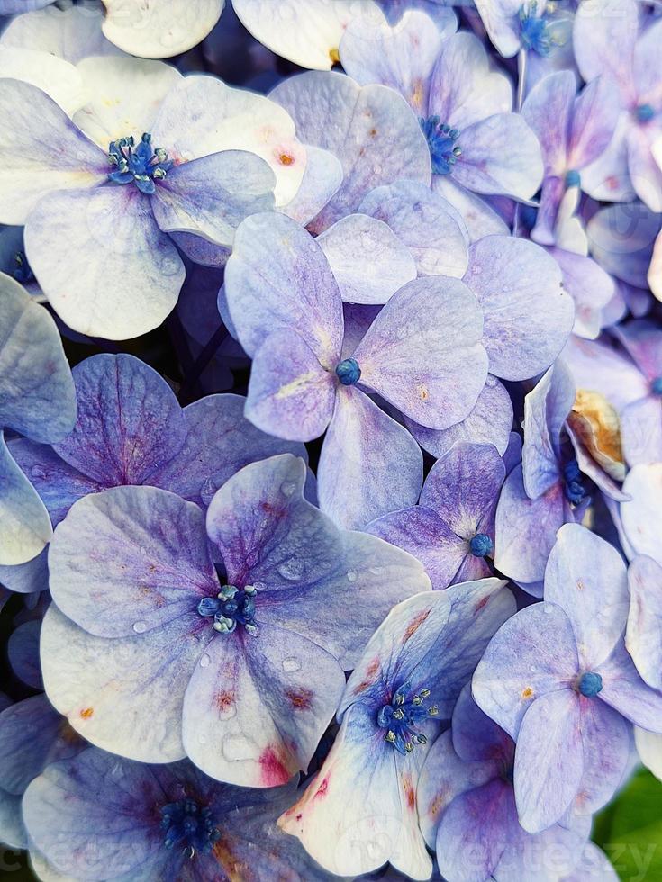 foto en primer plano de hermosas flores de color púrpura