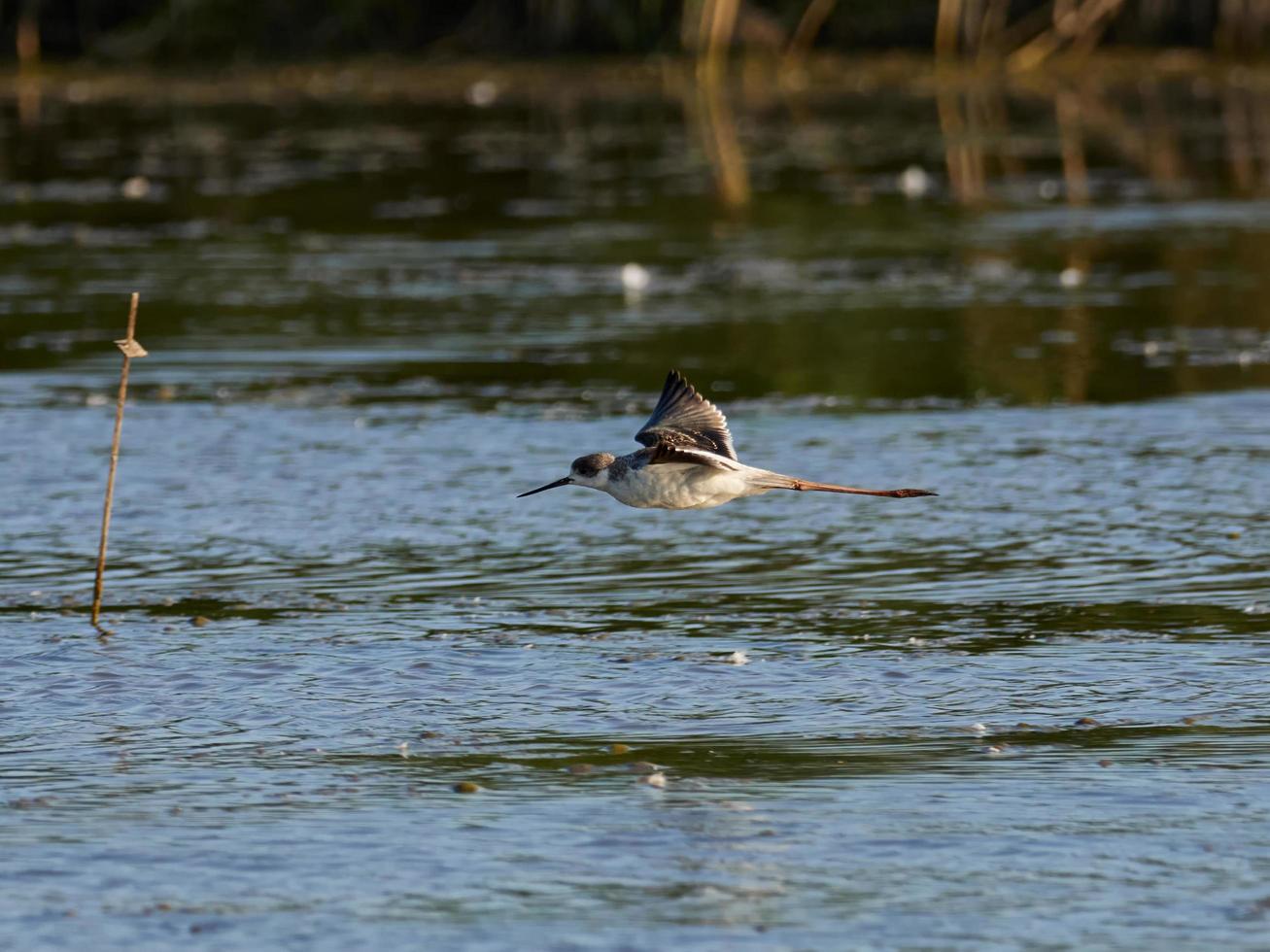 Fauna in the Albufera of Valencia, Spain photo