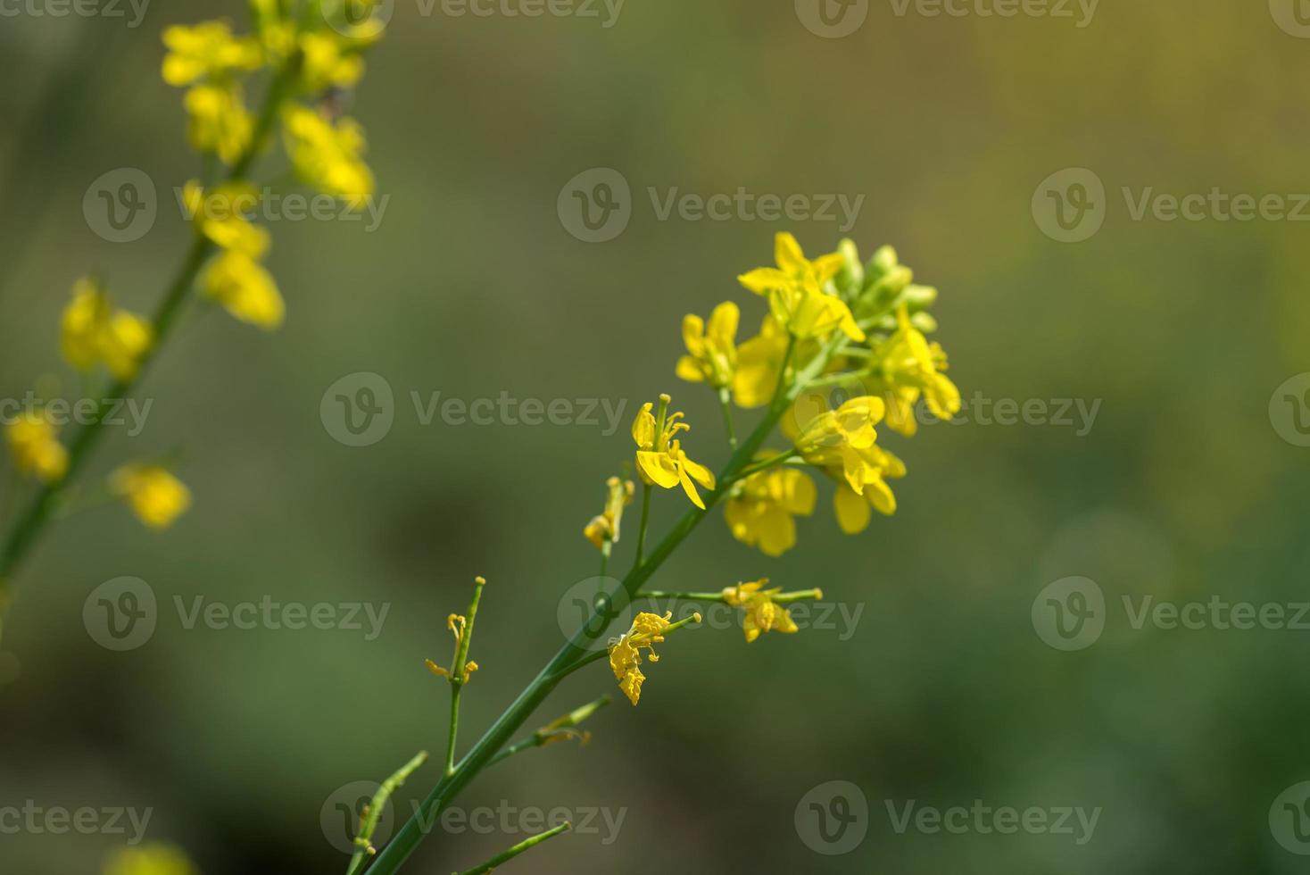 Mustard flowers blooming on plant at farm field with pods. close up. photo