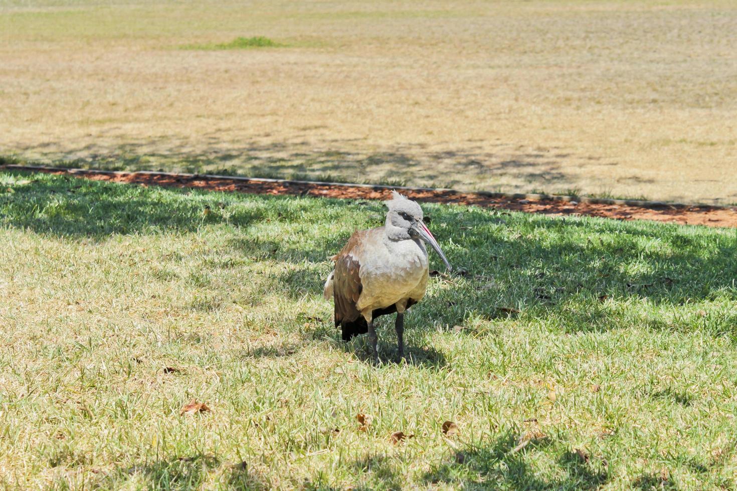 Hadada ibis, birds in South Africa. photo