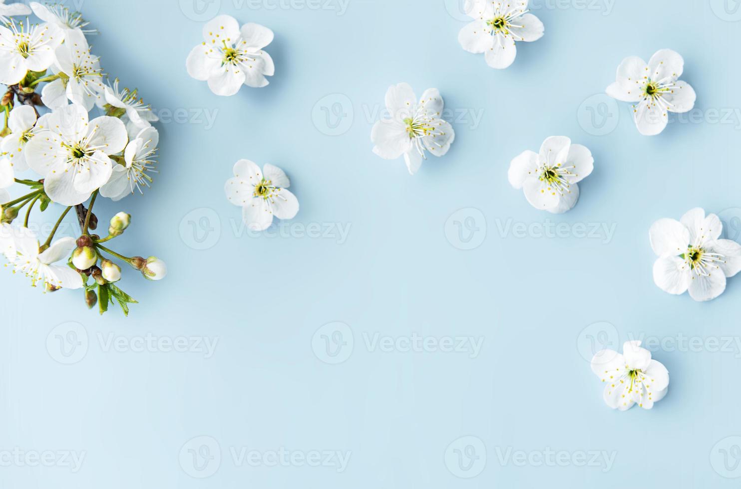 Spring border background with beautiful white flowering branches. photo