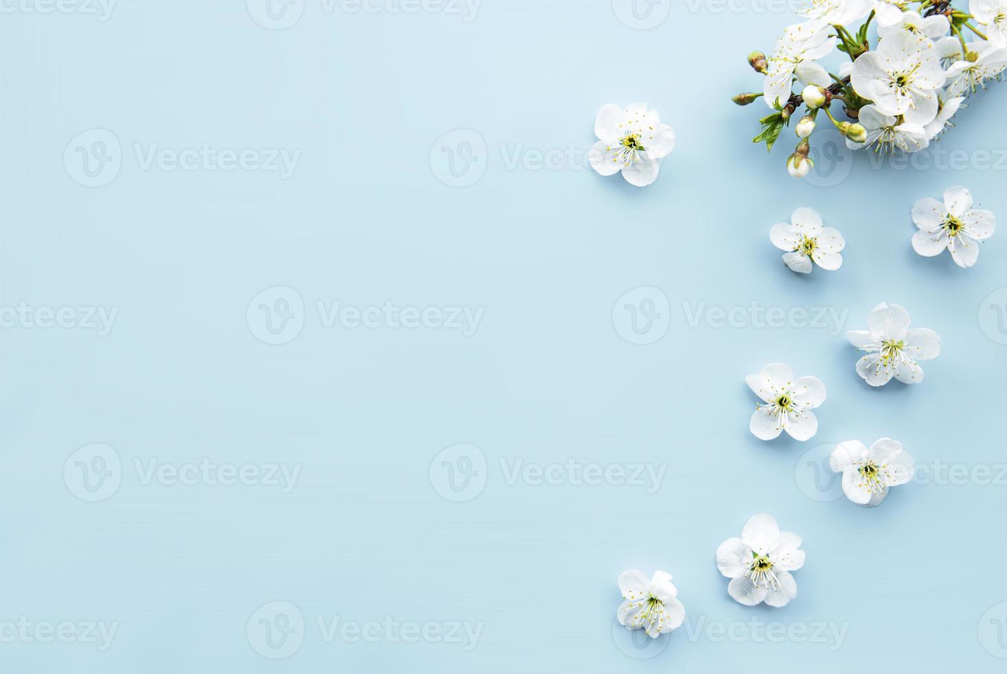 Spring border background with beautiful white flowering branches. photo