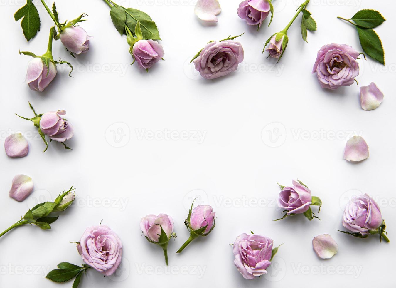 Framework from roses on white background. photo