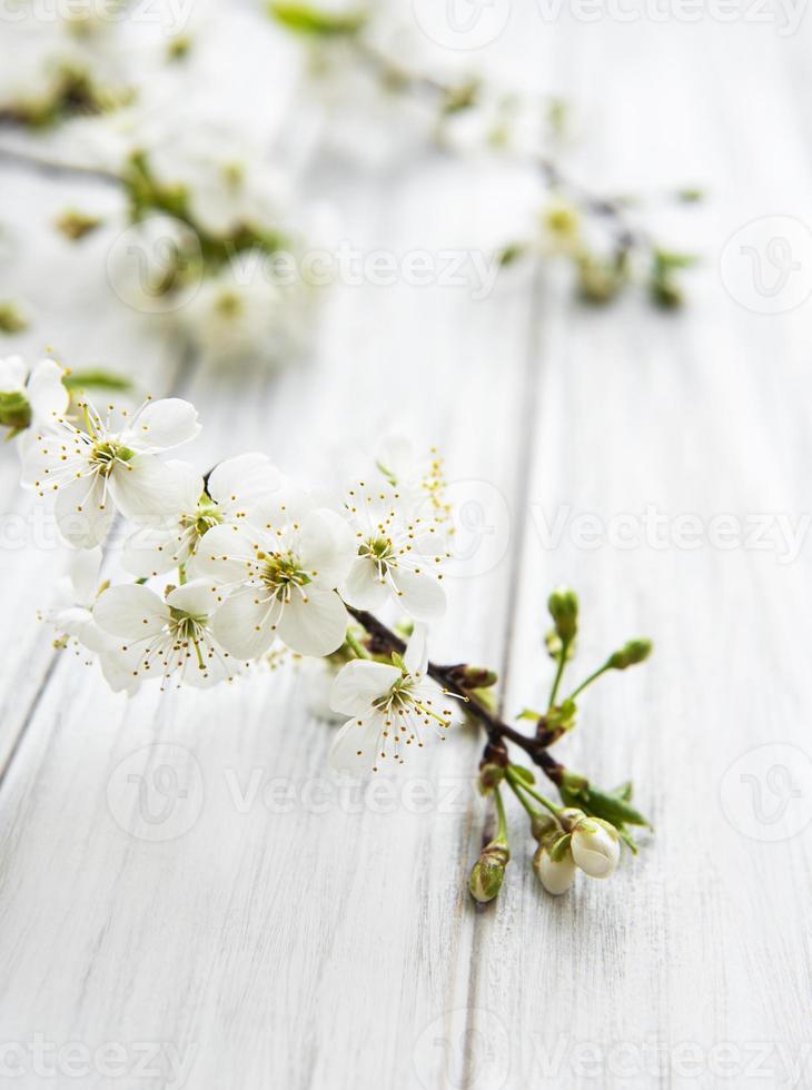 Spring border background with beautiful white flowering branches. photo