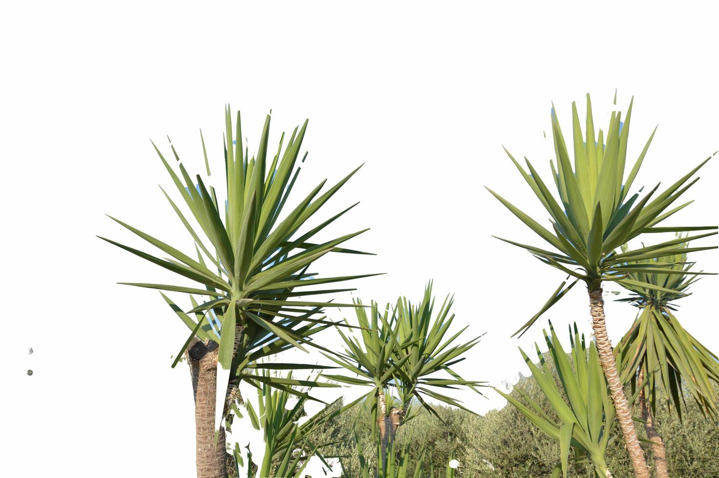 Branches of tropical the palms photo