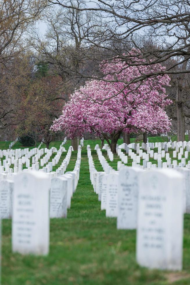 Cementerio Nacional de Arlington con hermosas flores de cerezo y lápidas, Washington DC, EE. foto