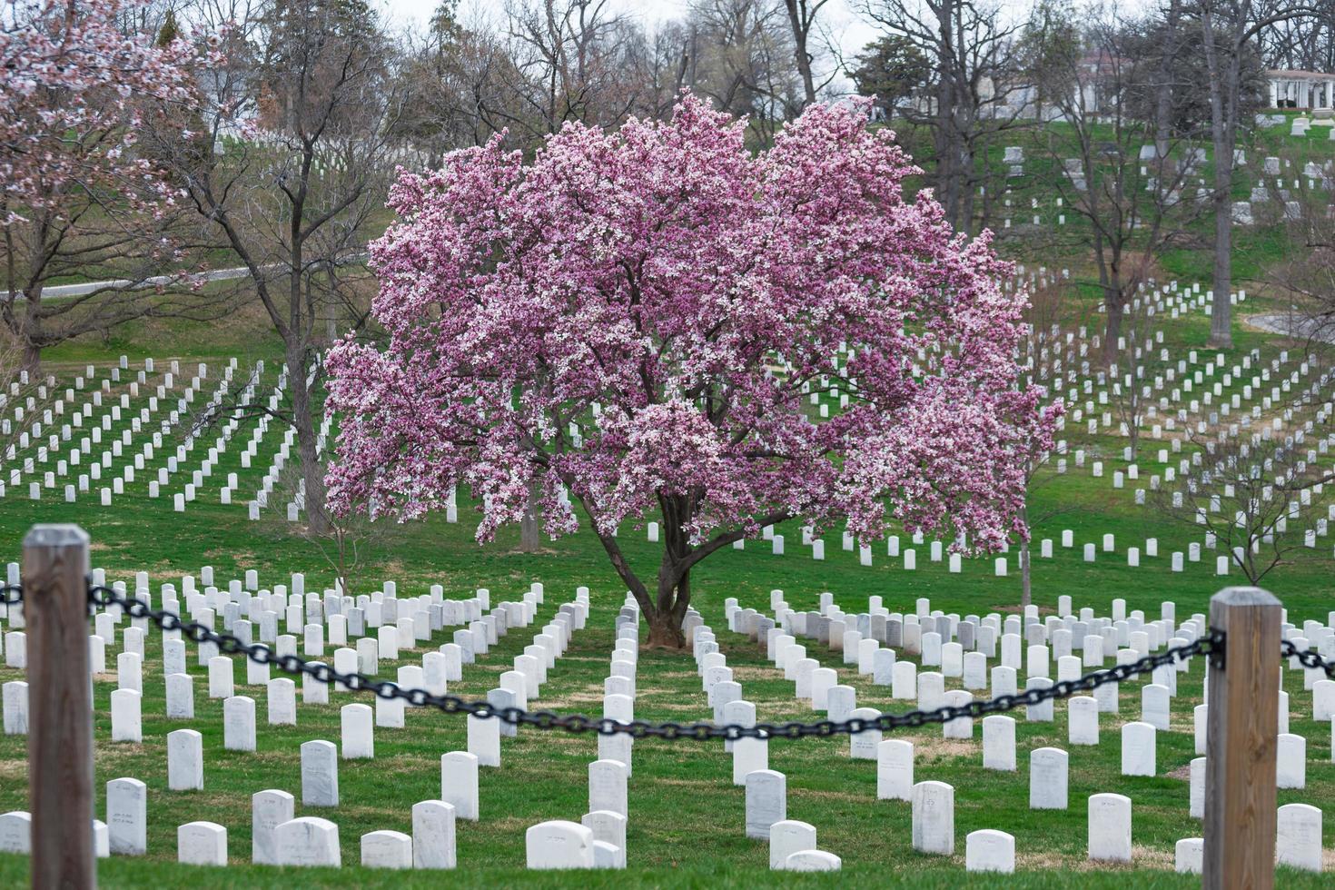 Arlington National Cemetery with beautiful Cherry Blossom and Gravestones, Washington DC, USA photo