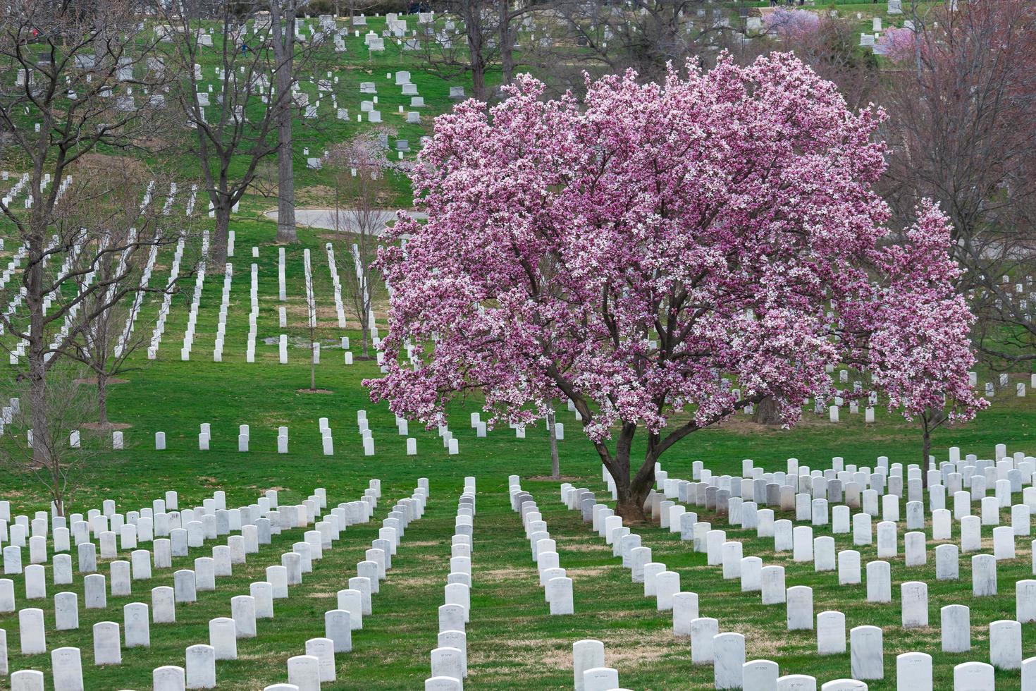 Cementerio Nacional de Arlington con hermosas flores de cerezo y lápidas, Washington DC, EE. foto