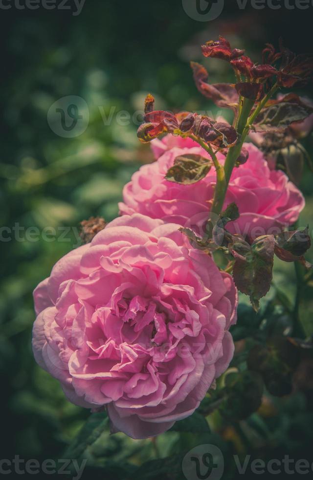 flores color de rosa en el diseño de tonos oscuros naturales. la imagen es el arte foto