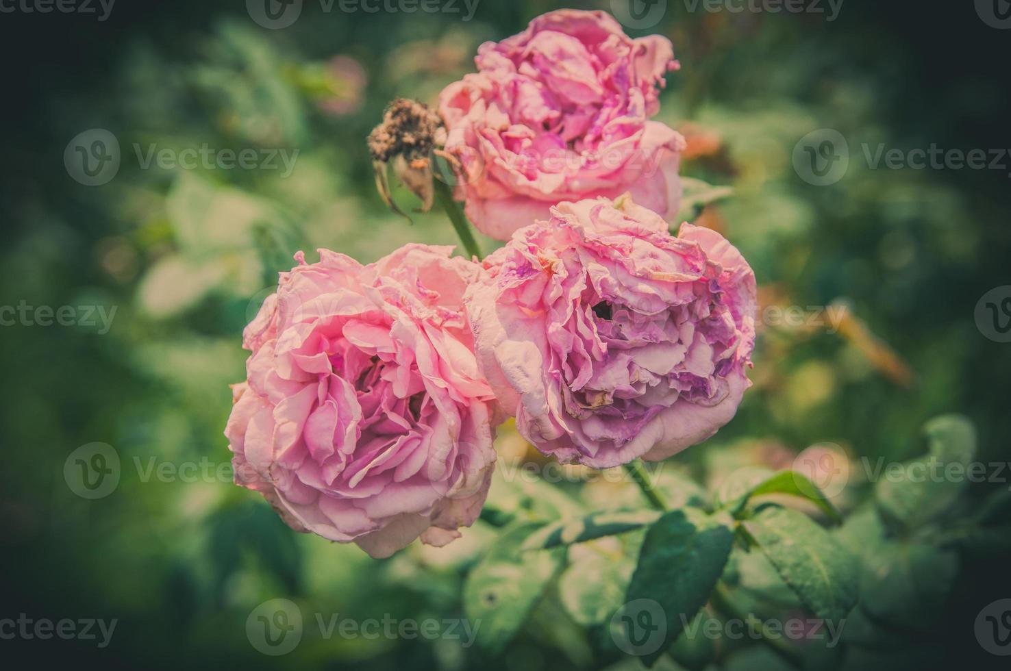 flores color de rosa en el diseño de tonos oscuros naturales. la imagen es el arte foto