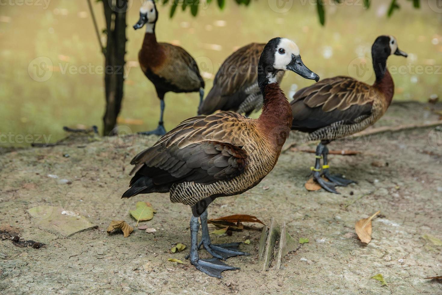 Funny quacking ducks on farm photo