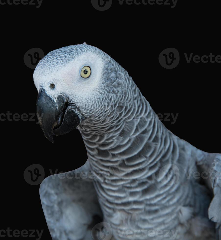 Closeup of beautiful parrots on farm photo