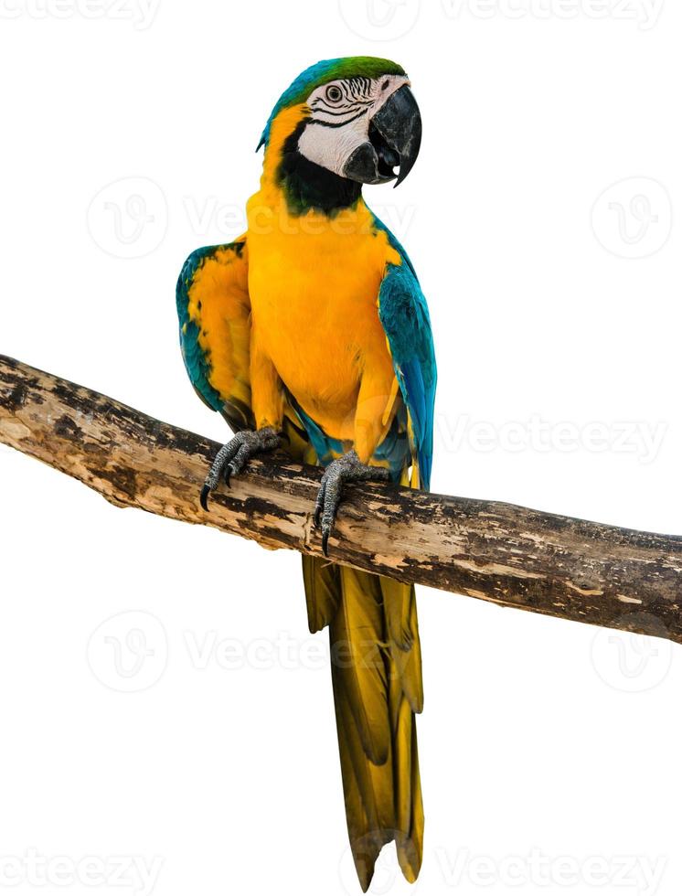 Closeup of beautiful parrots on farm photo