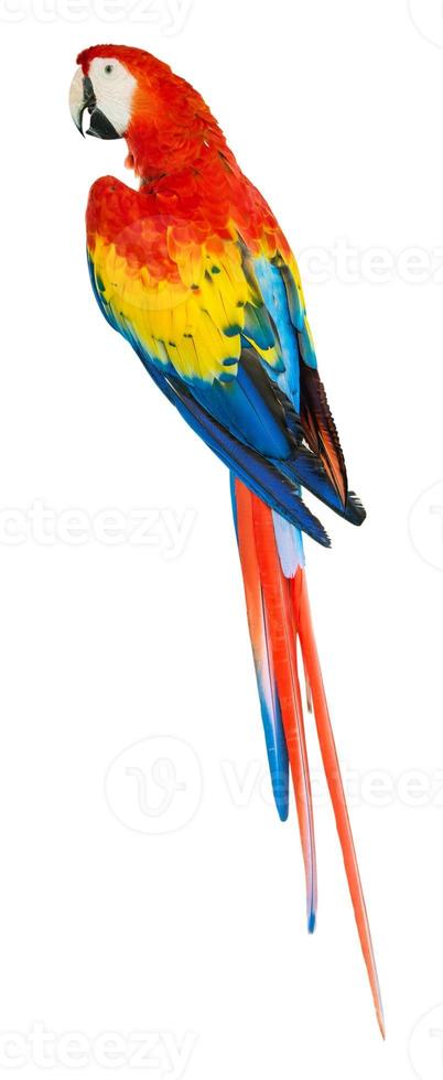 Closeup of beautiful parrots on farm photo