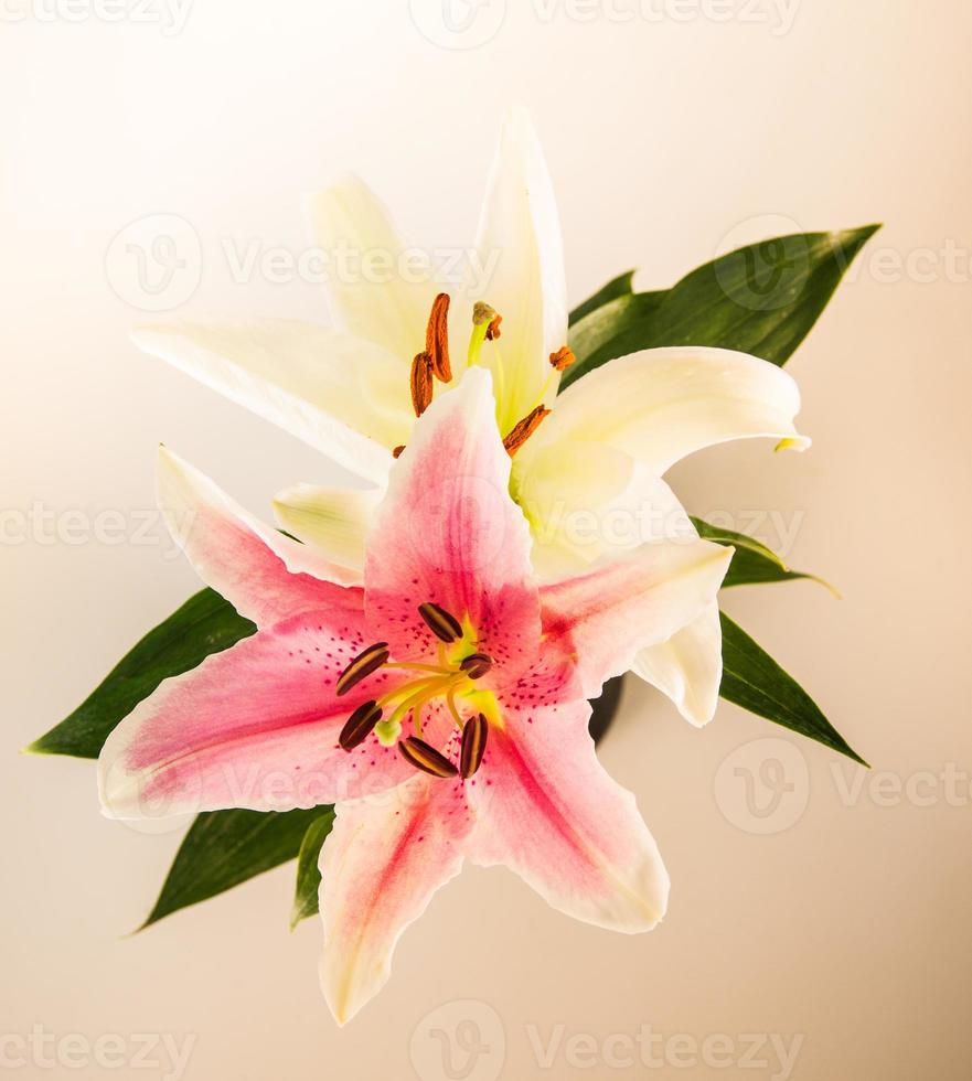 Lily flor sobre un fondo blanco con espacio para copiar su mensaje foto