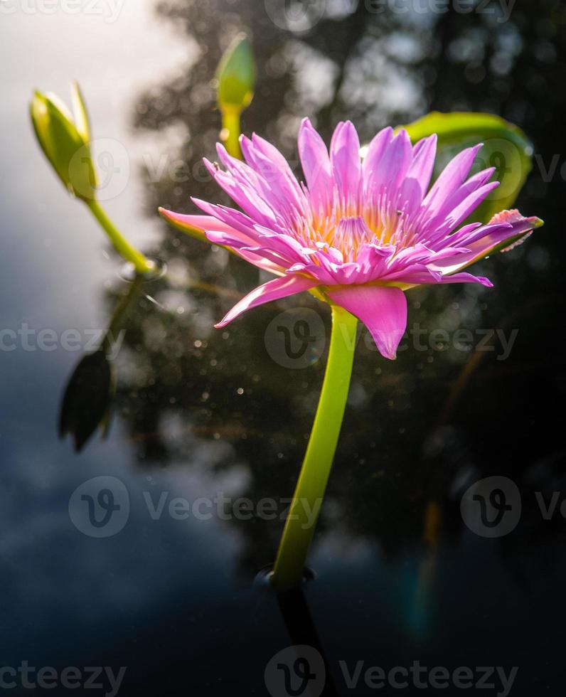 Lotus flower in warm water photo