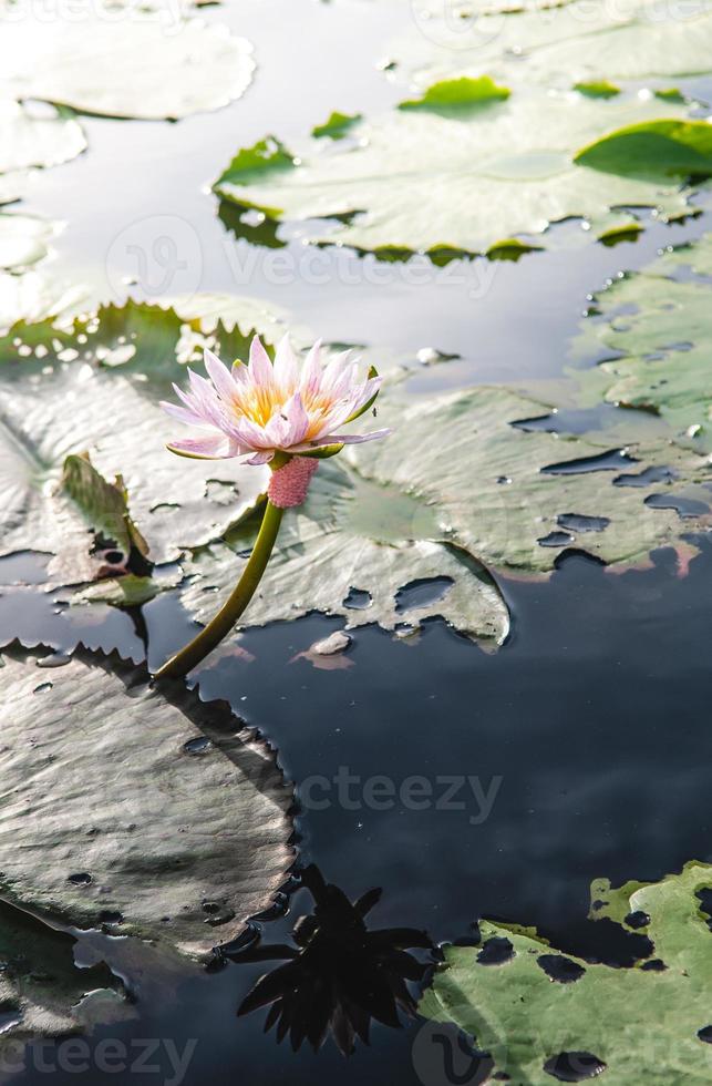 flor de loto en agua tibia foto