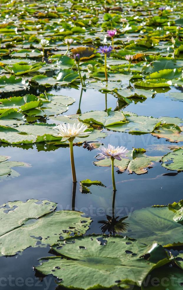 Lotus flower in warm water photo