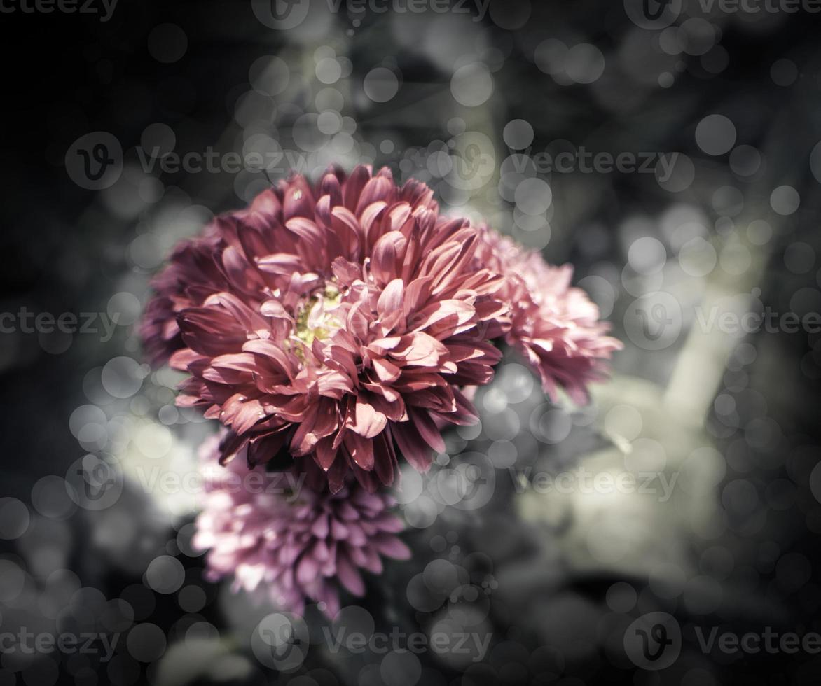 flores en el diseño de tonos oscuros naturales. foto