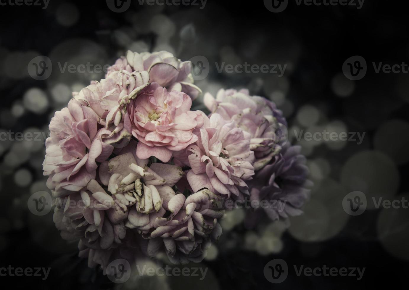 flores color de rosa en el diseño de tonos oscuros naturales. foto