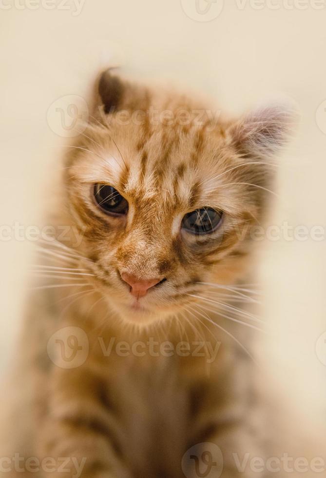 retrato de cerca de gato hermoso foto