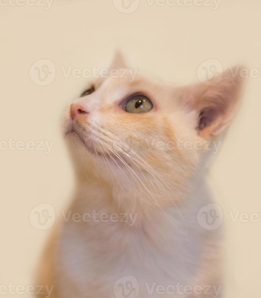 Close up portrait on beautiful cat photo