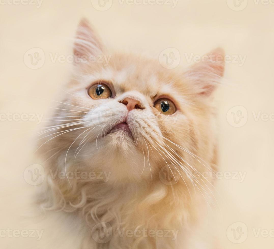 retrato de cerca de gato hermoso foto