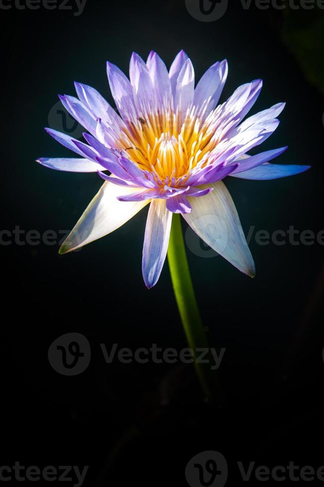 flor de loto en agua tibia foto