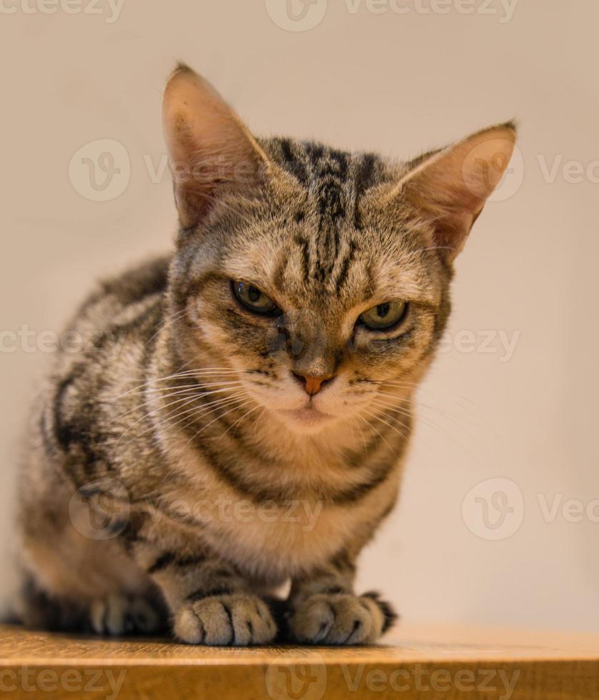 Primer plano de enfoque superficial de un gato foto