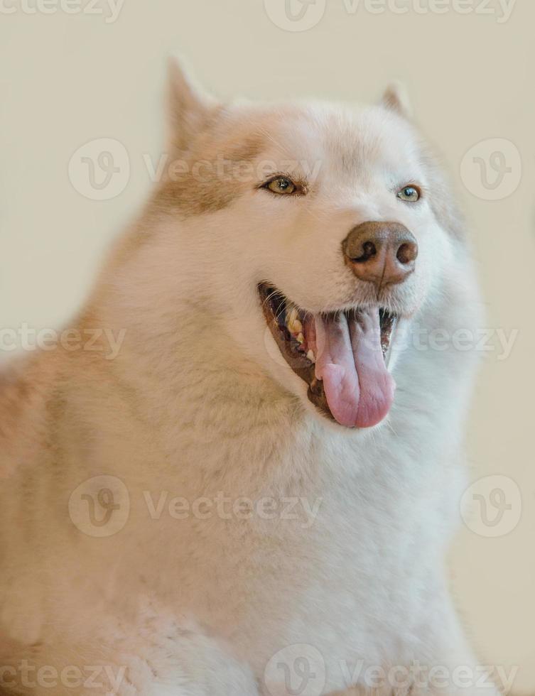 Shallow focus closeup shot of a dog photo