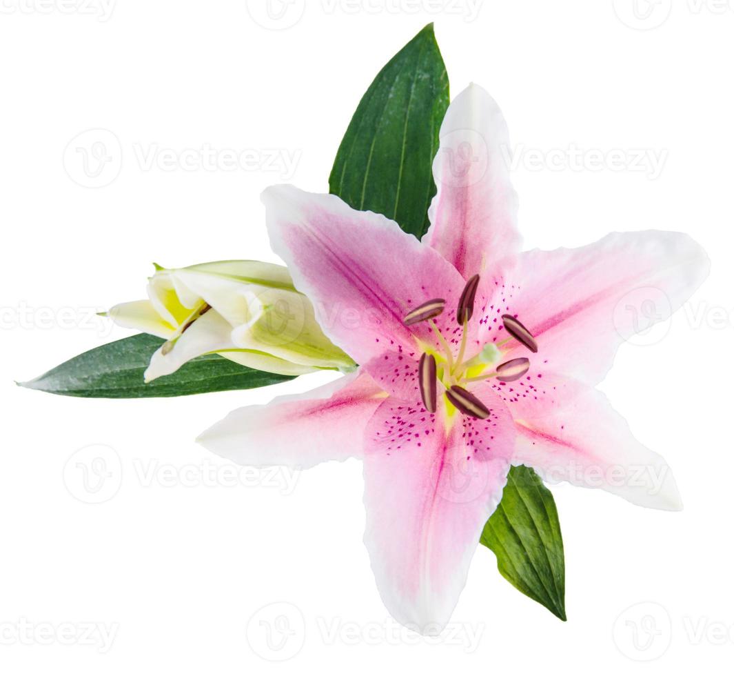 flower lily white and pink photo