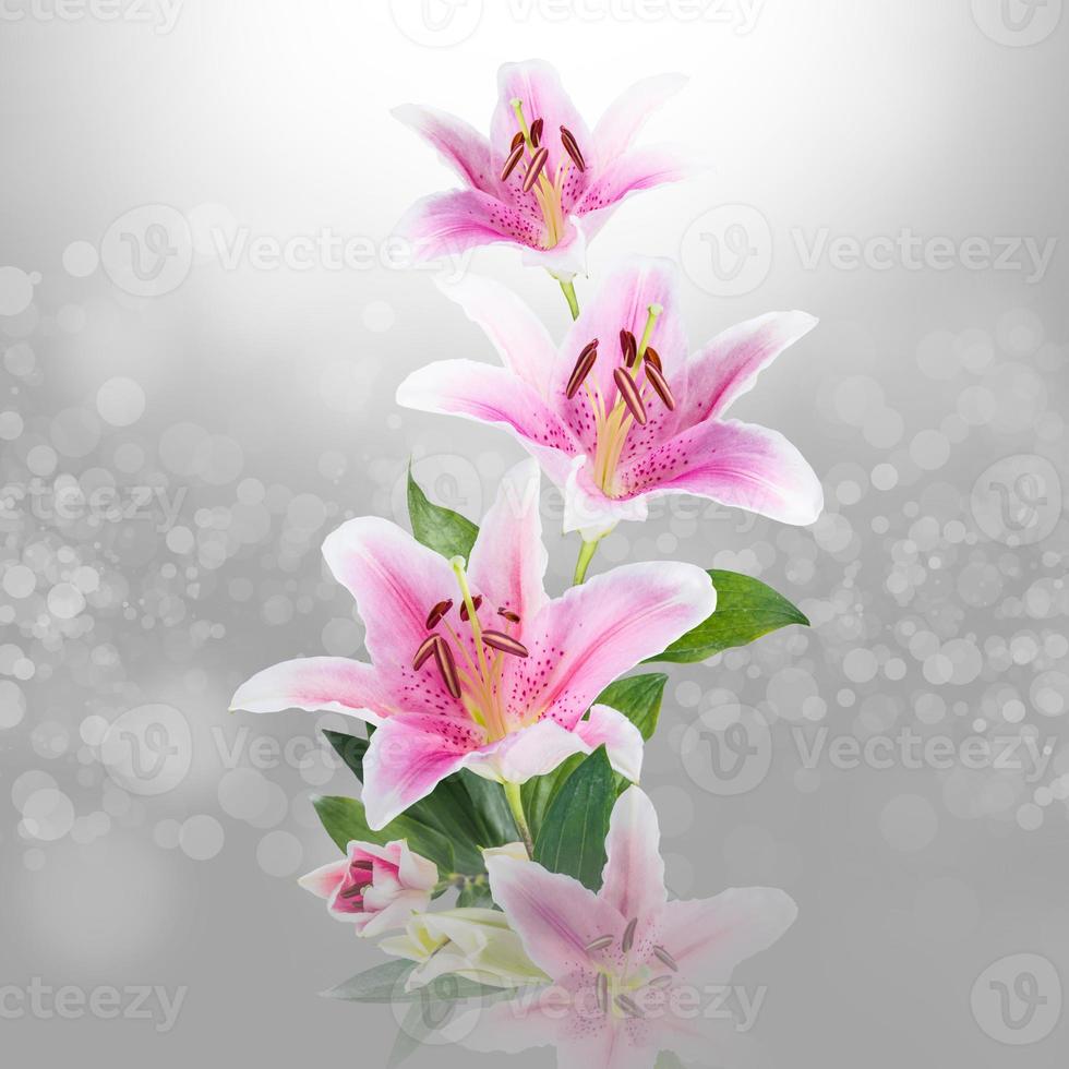 flower lily white and pink photo