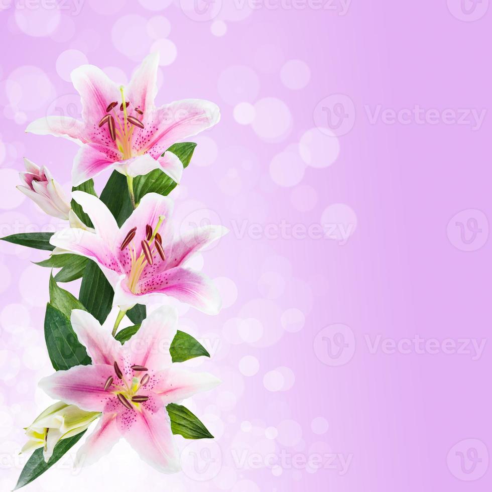 flower lily white and pink photo