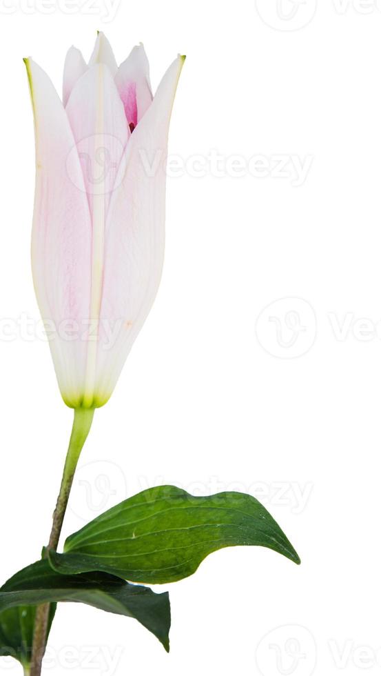 flower lily white and pink photo