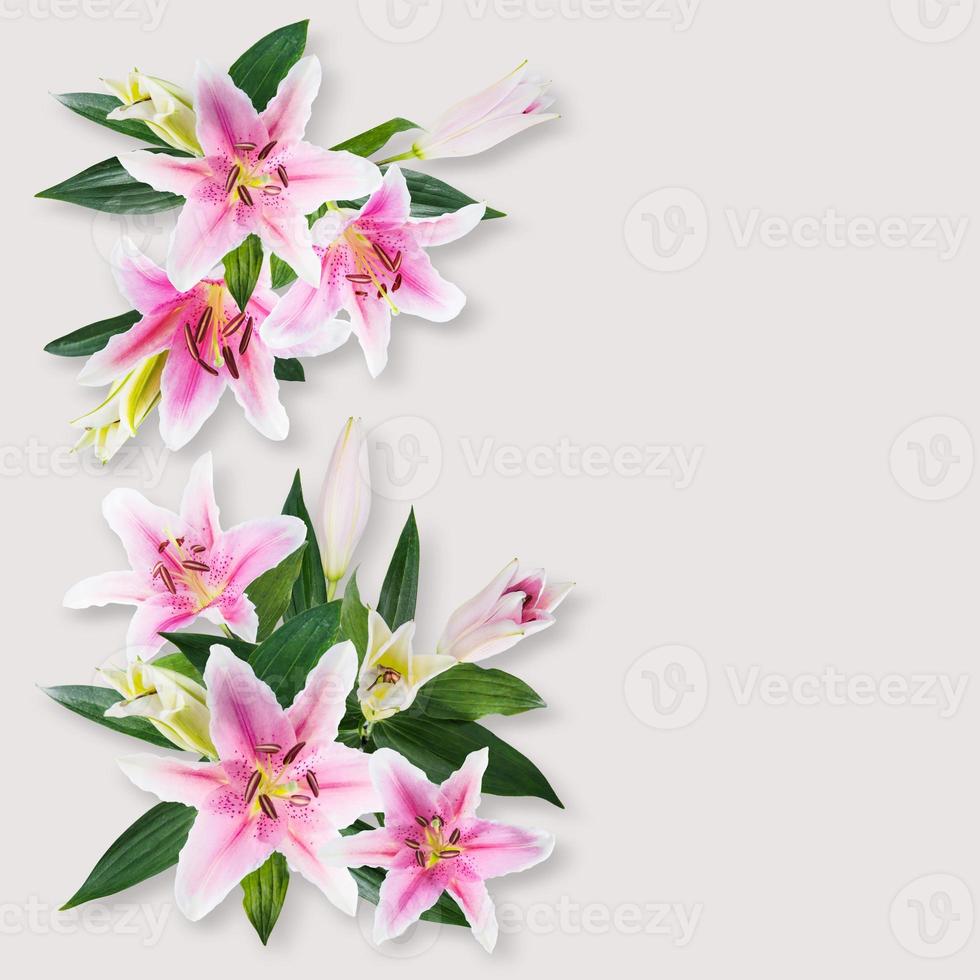 flower lily white and pink photo