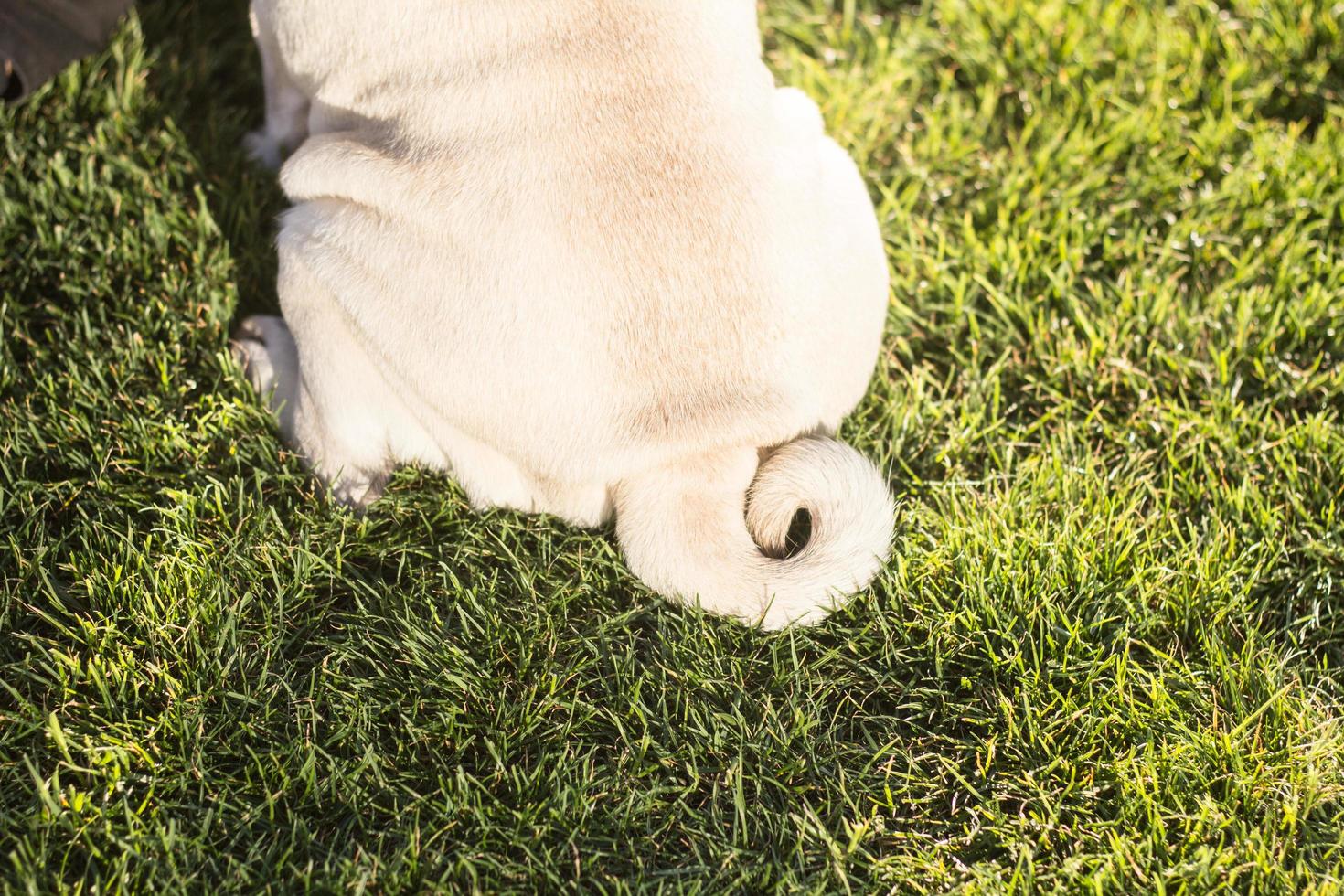 Retrato de mujer joven con perro pug en el parque foto