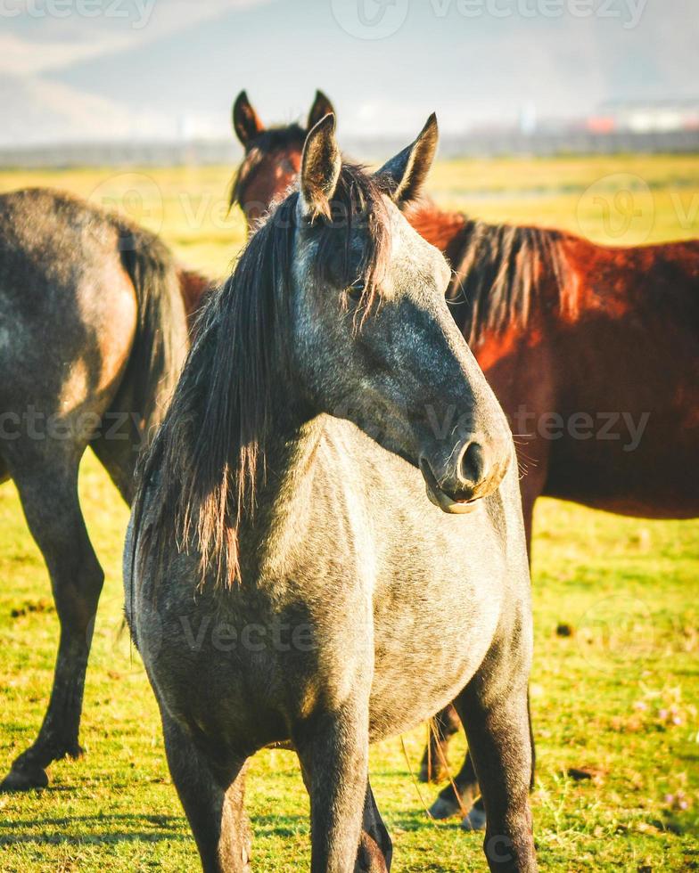 Beautiful stylish Yilki horse portrait look to side in sunny morning photo