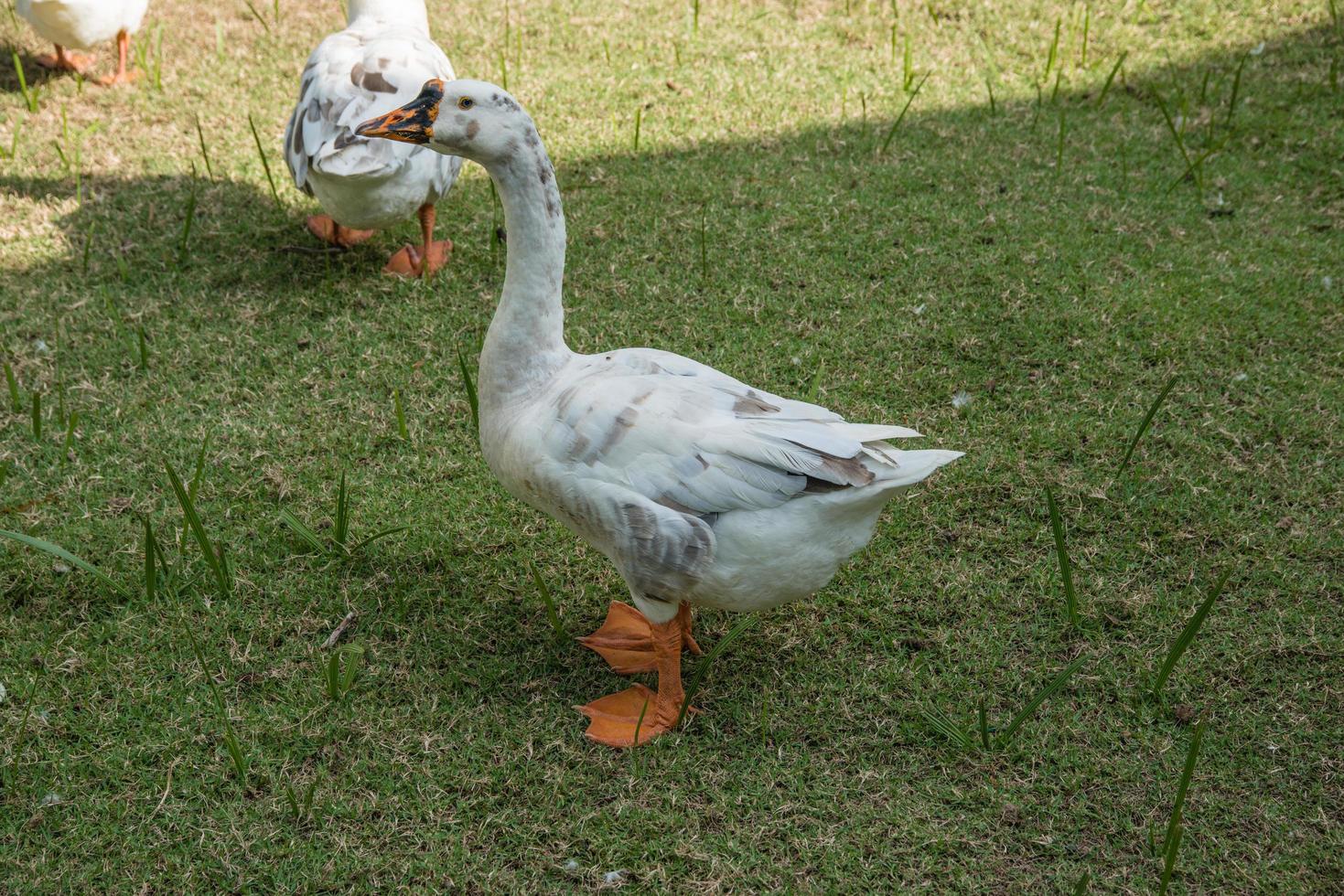 graciosos patos graznidos en la granja foto