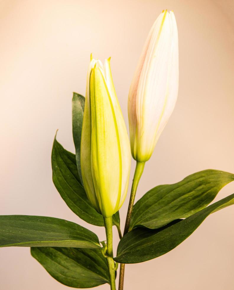 Lily flor sobre un fondo blanco con espacio para copiar su mensaje foto