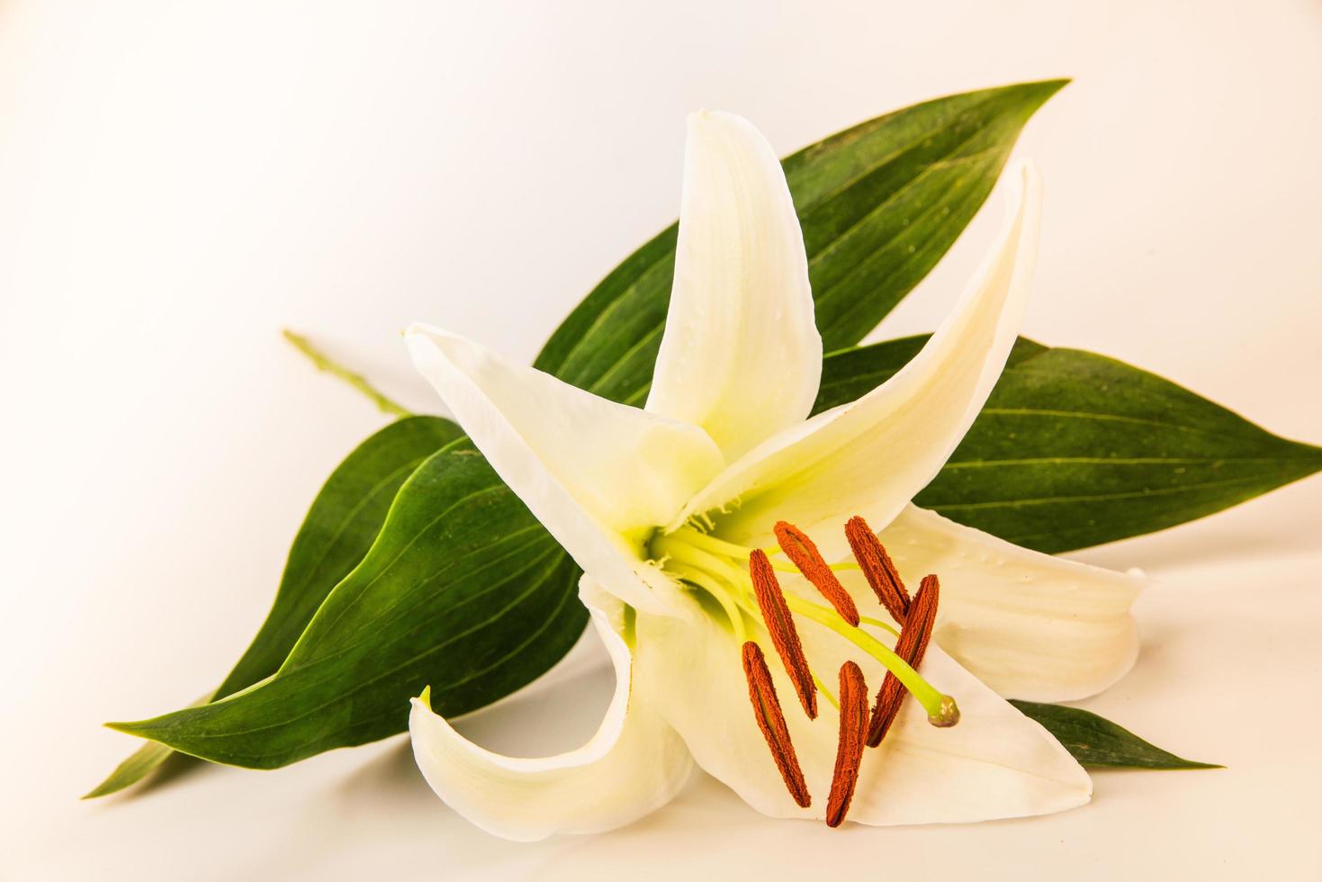 flower lily on a white background with copy space for your message photo