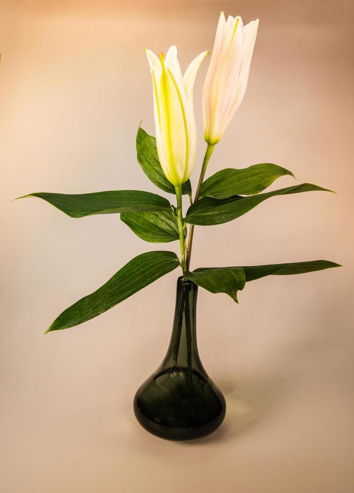 flower lily on a white background with copy space for your message photo