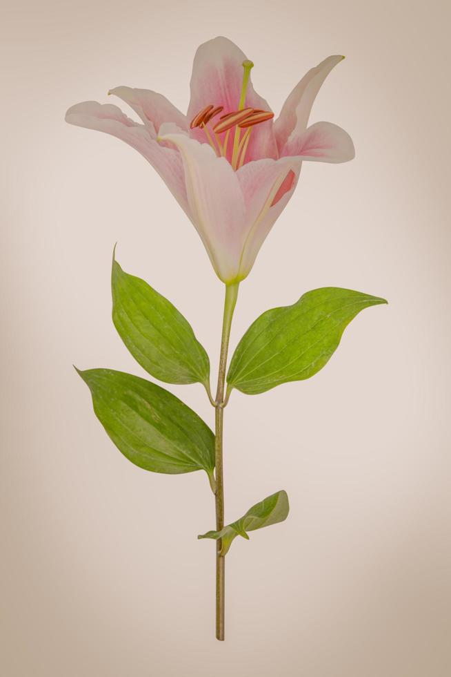 flower lily on a white background with copy space for your message photo